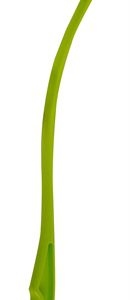 Fofos werpstok groen