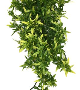 Komodo croton plant