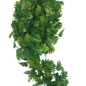 Komodo plant split philodendron