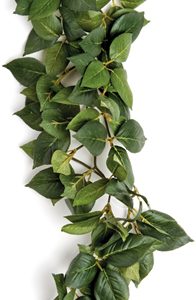 Komodo sumatra hanging vine