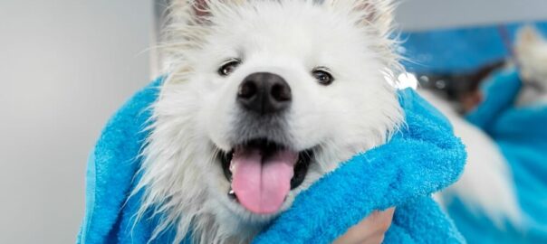 hond wassen